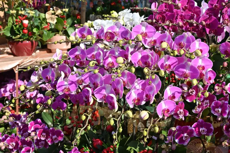 Dense display of purple and white phalaenopsis orchids in bloom at a flower market