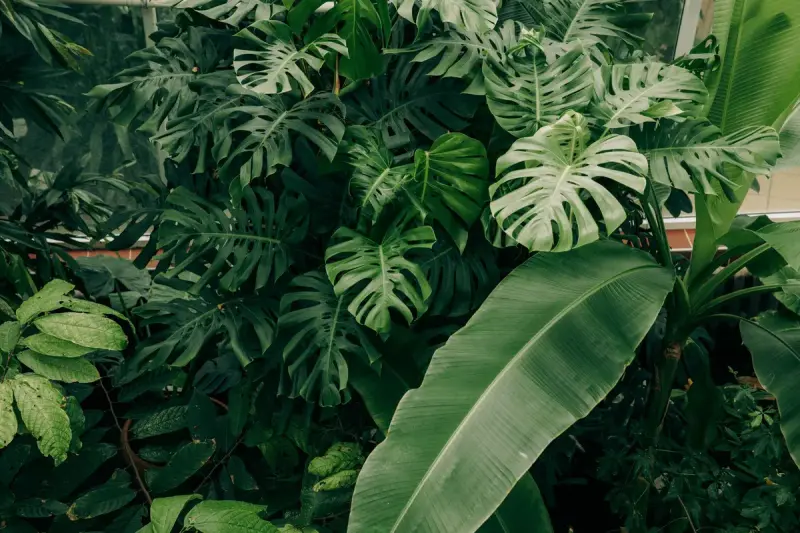 Close view of large monstera and banana leaves filling the frame