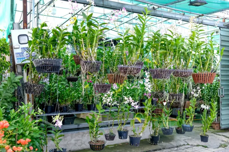 Greenhouse benches and hanging baskets full of orchids and potted tropical plants