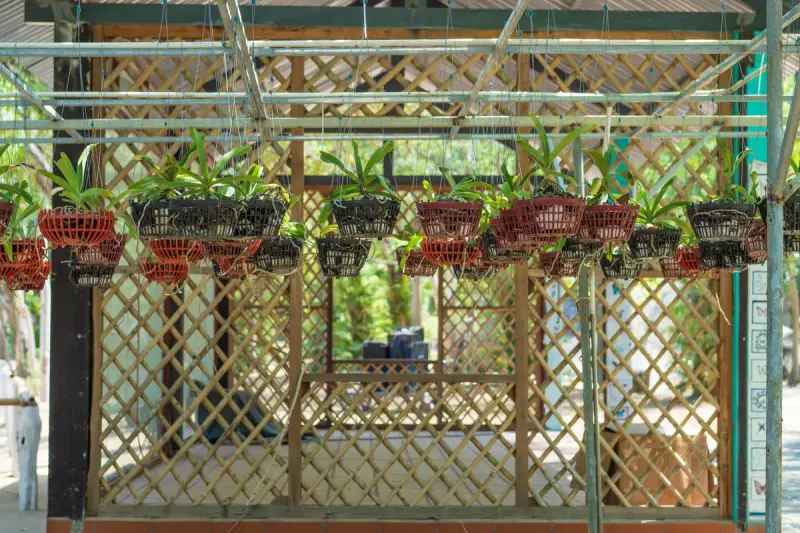 Rows of hanging baskets of orchids under a lattice canopy in a bright greenhouse
