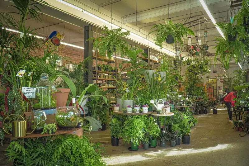 Indoor plant store filled with hanging ferns, potted houseplants and decorative pots