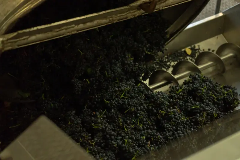 Freshly picked dark grapes feeding into a stainless screw conveyor in a winery