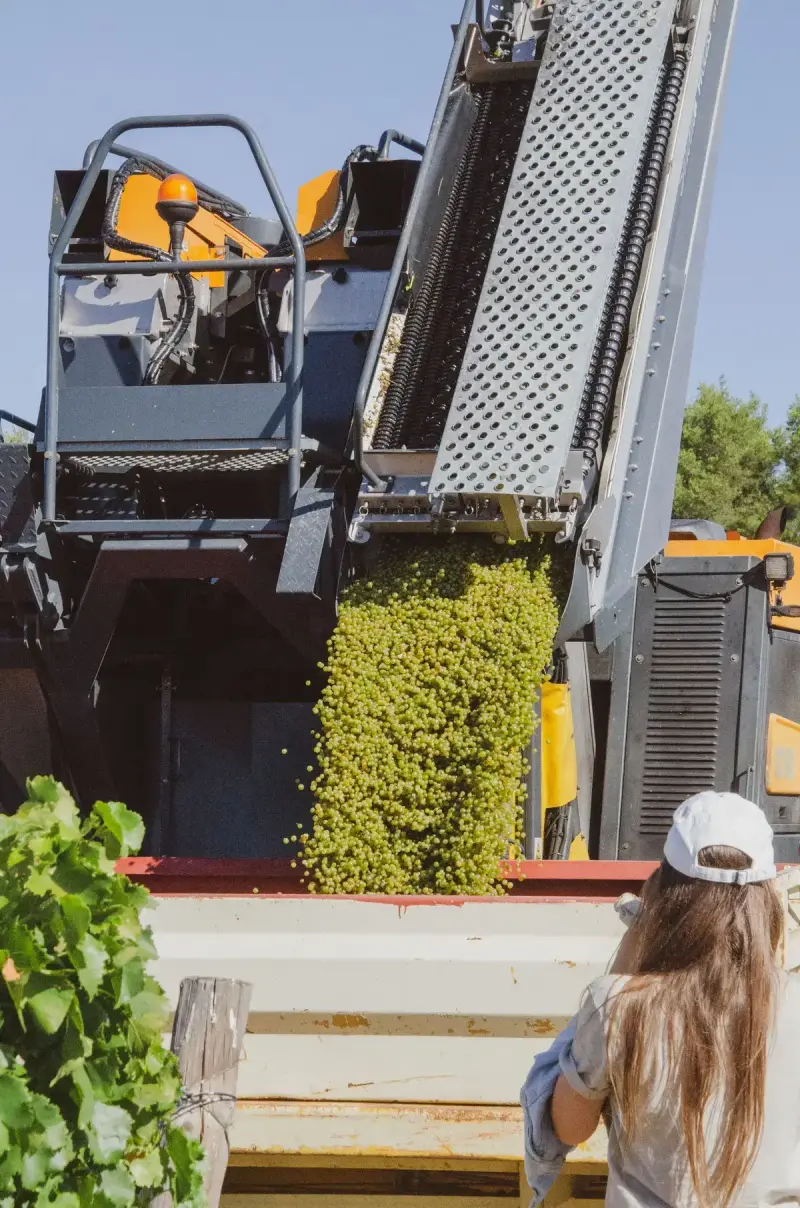 Woman in a white cap watching a grape harvester unload green grapes into a trailer