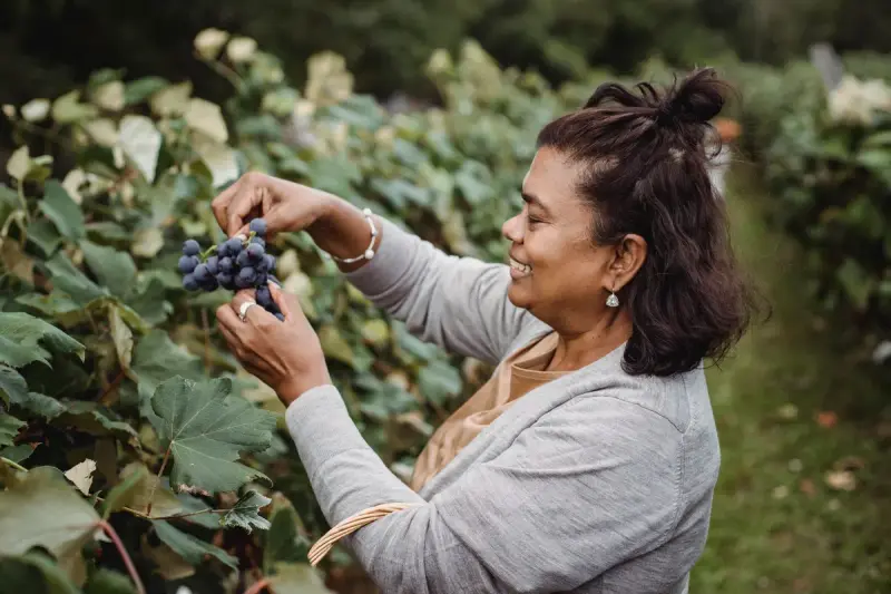 Smiling vineyard worker picking a bunch of dark grapes from the vine during harvest
