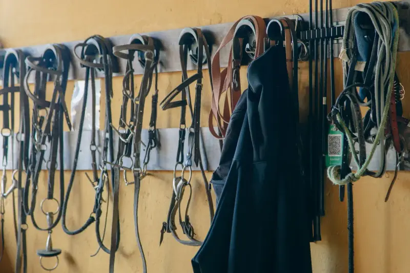 Bridles, reins and halters hanging in a row on a stable wall