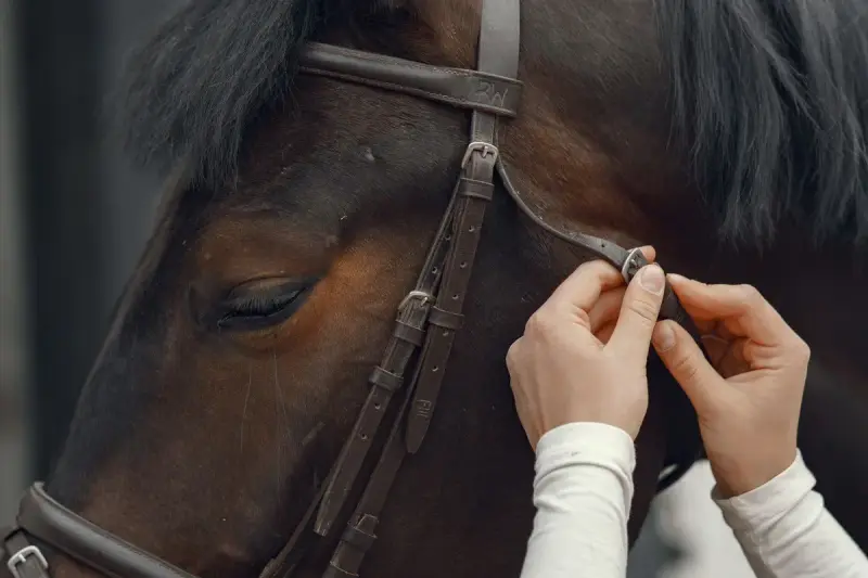Hands buckling a leather bridle on a dark brown horse's head