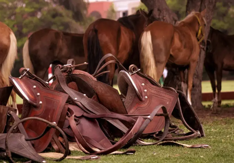 Leather western saddles lying on the grass with a group of horses grazing behind