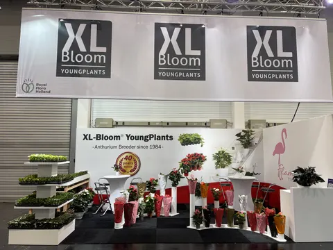 XL-Bloom YoungPlants trade show booth built by Purple Exhibits: Straight-on view of the black-and-white XL-Bloom YoungPlants booth with three large hanging banners, tiered white plant display stands full of green anthuri