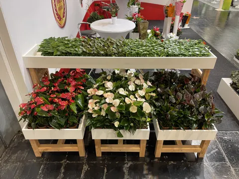 XL-Bloom YoungPlants trade show booth built by Purple Exhibits: Close-up of white and natural-wood display tables holding red, cream and dark-leaved anthurium plants and trays of green seedlings.