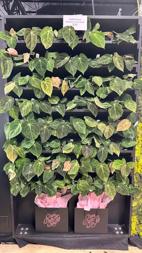 Rare Plant Fairy booth by Purple Exhibits: close-up of a black shelving unit densely filled
