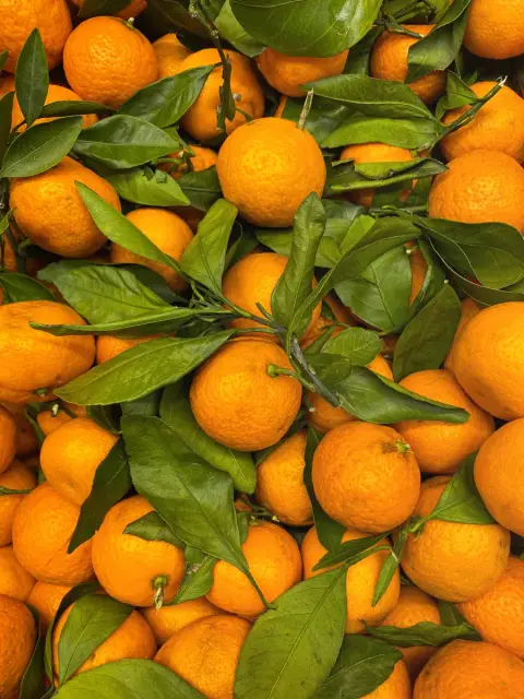 Fresh oranges with green leaves photographed from above