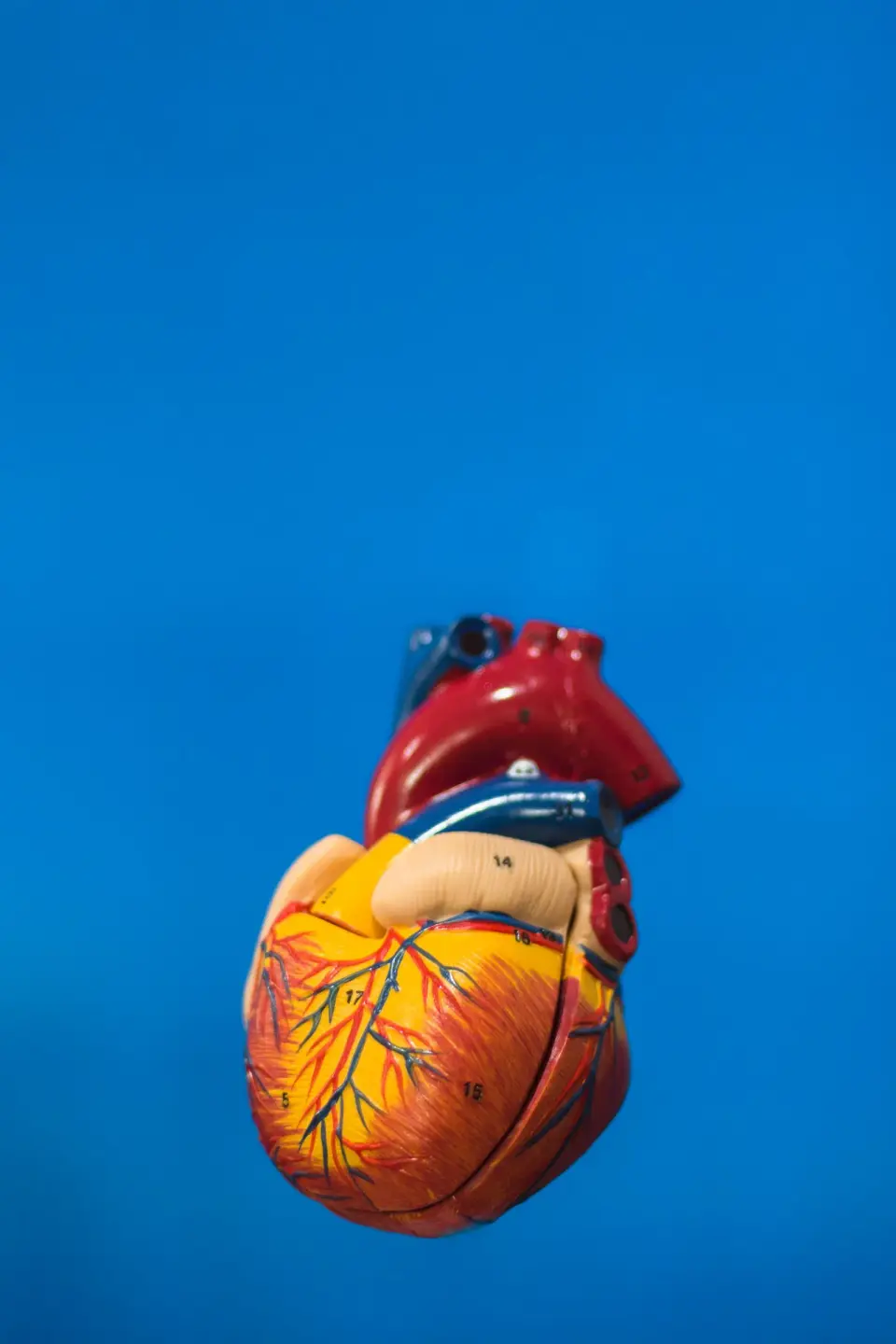 Anatomical heart model against a solid blue background