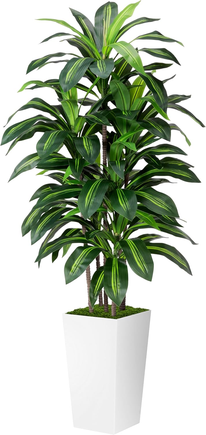 Faux Dracaena, 5ft, White Planter