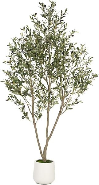 7-Foot Olive Tree