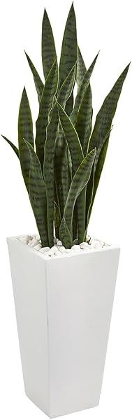 Snake Plant in White Tower